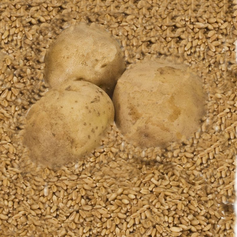 cereali-e-patate