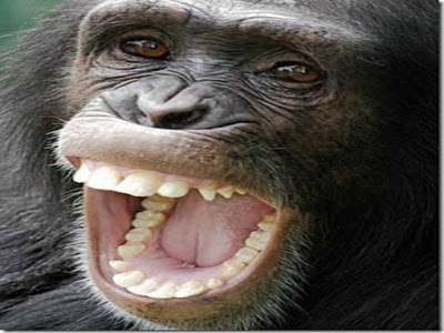 denti-scimpanzé